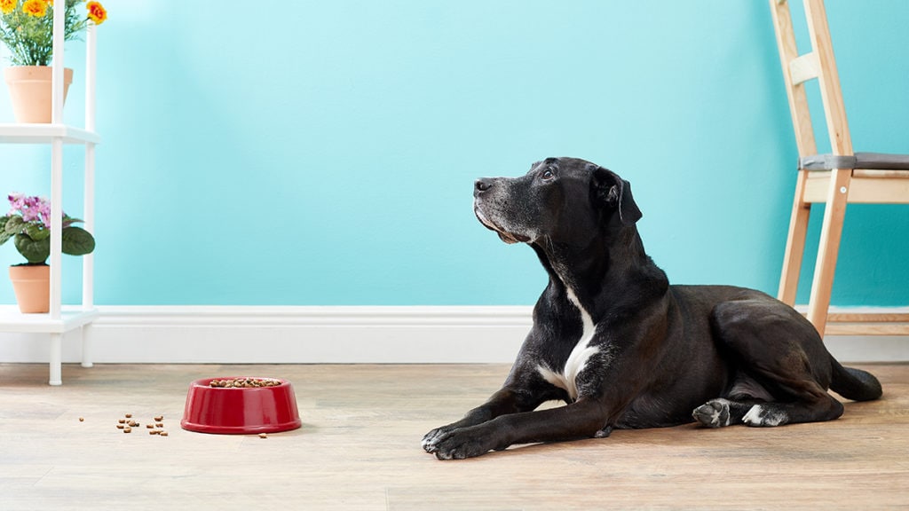 How Often Should You Feed A Dog?