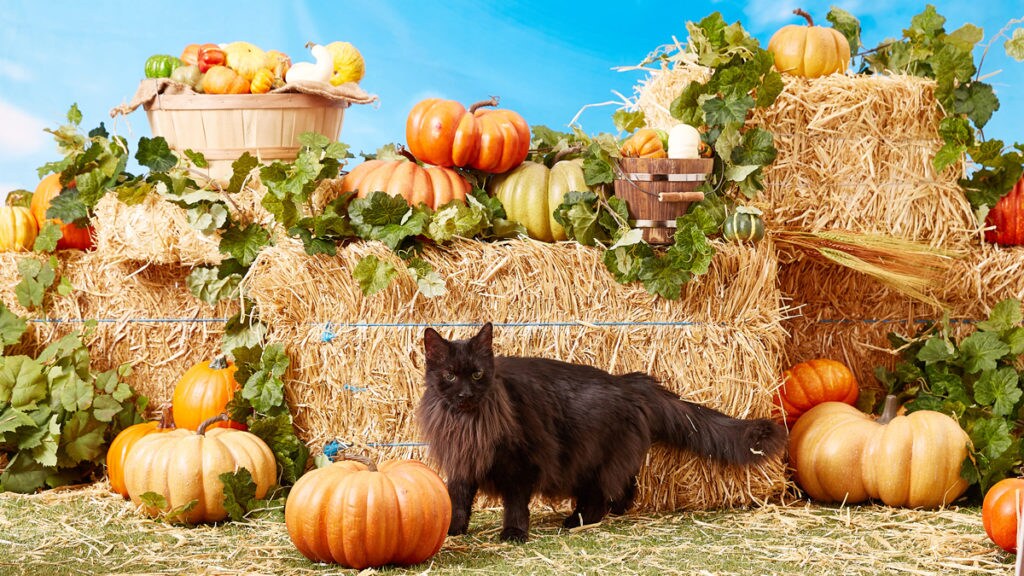 Do Cats Really Have Nine Lives? BeChewy