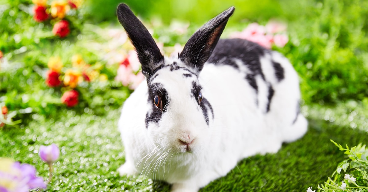 Rabbit Facts, Diet, Behavior, Uses Worksheets & Information For Kids