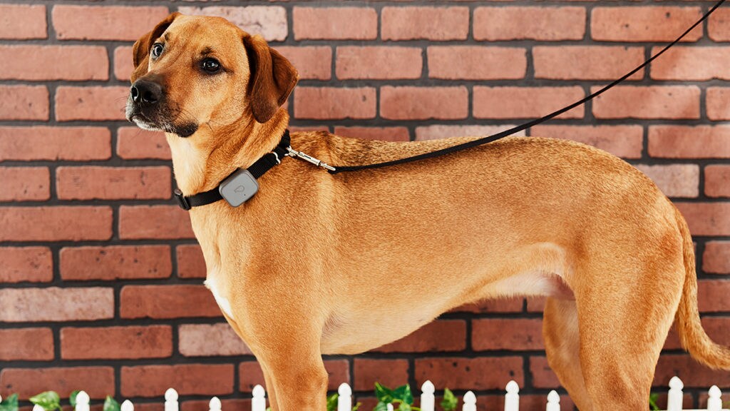 Dog Overheating How to Cool Down a Dog BeChewy