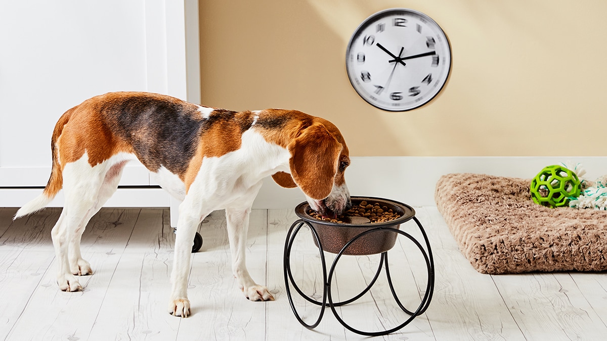 The 10 Best Slow Feeders for Speed-Eating Cats