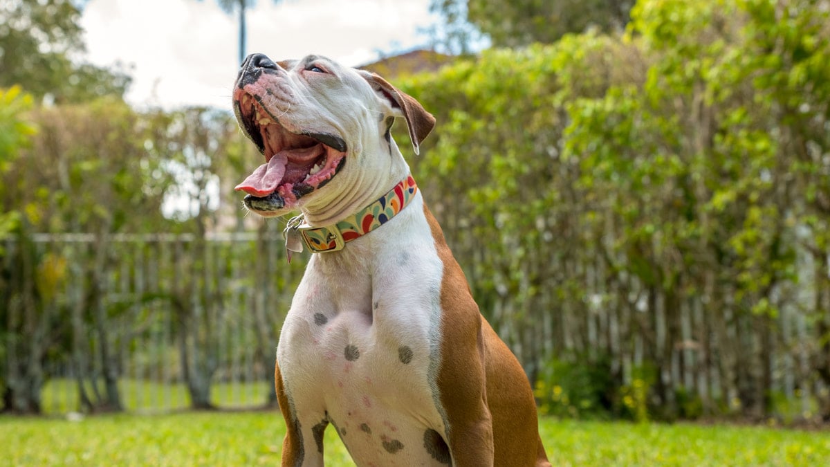 Dog Behavior Why Do Dogs Howl BeChewy