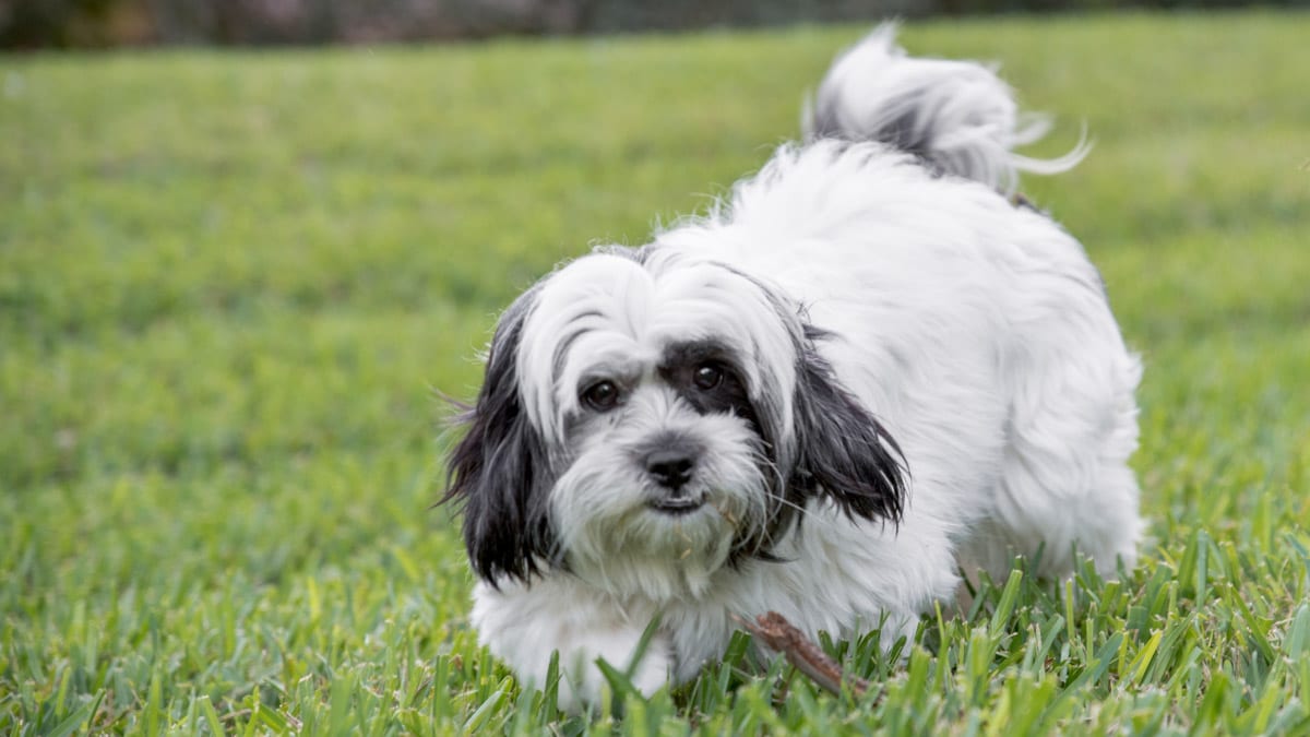 Do Dogs Hold Grudges