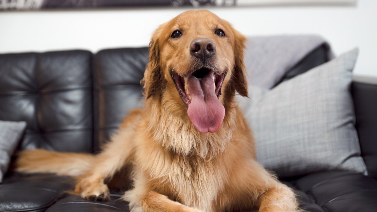 Tips for Reducing Dog Hair Shedding + Dogs That Don't Shed BeChewy