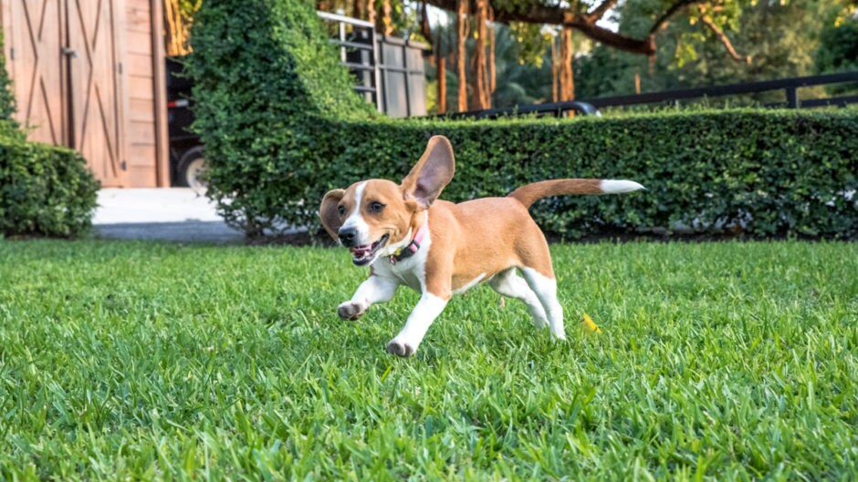 How Do Dogs Get Fleas? BeChewy