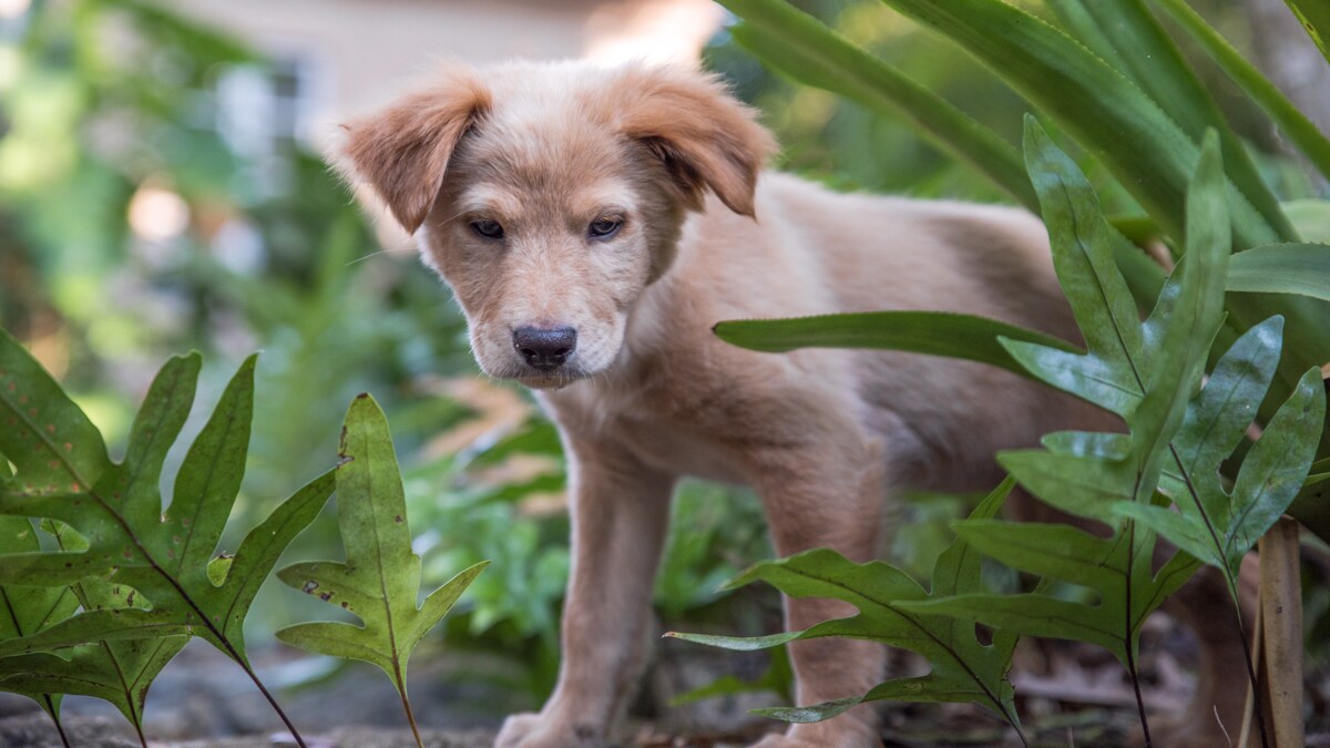 she-s-silly-better-look-out-someone-may-call-animal-control-layla-your