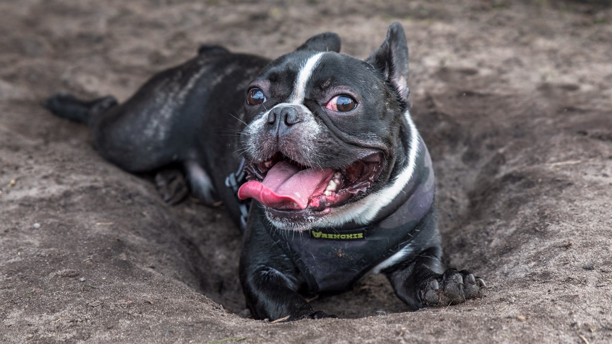 Why Do Dogs Dig + Eliminate Dog Digging Pet Behavior Tips BeChewy