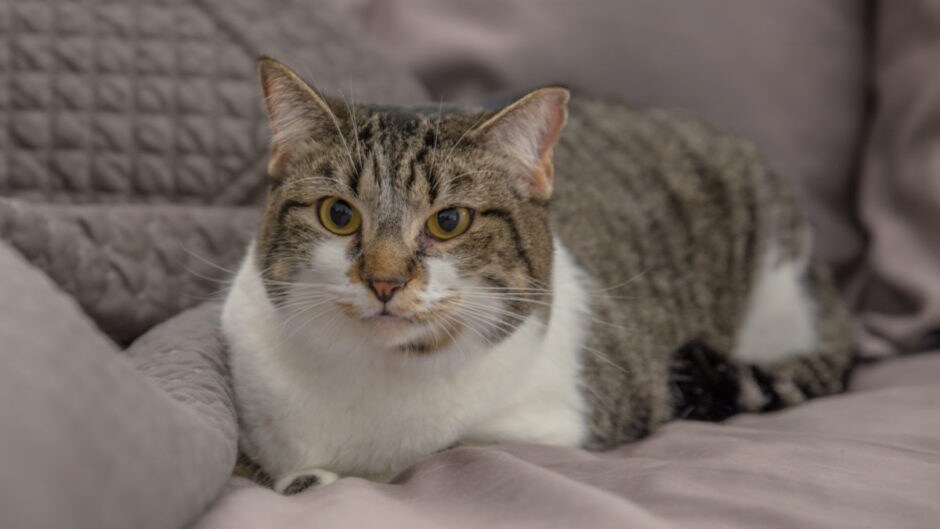 Caring for Cats with a Clean Litter Box BeChewy