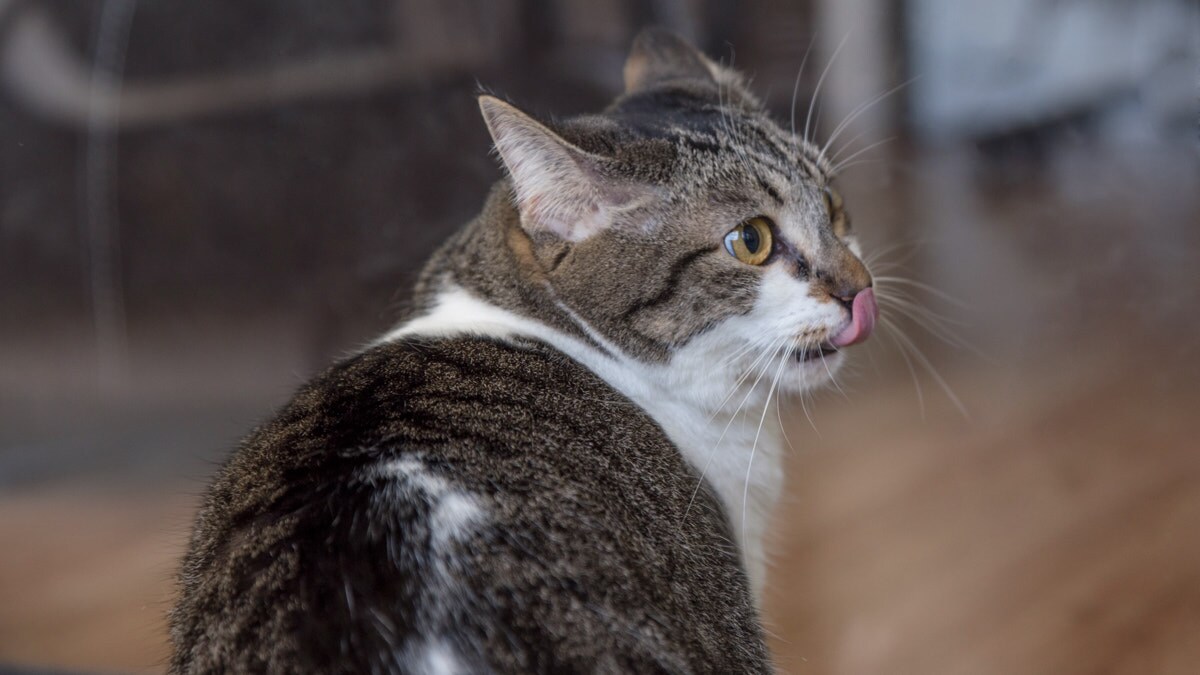 Cat allergic outlet to salmon