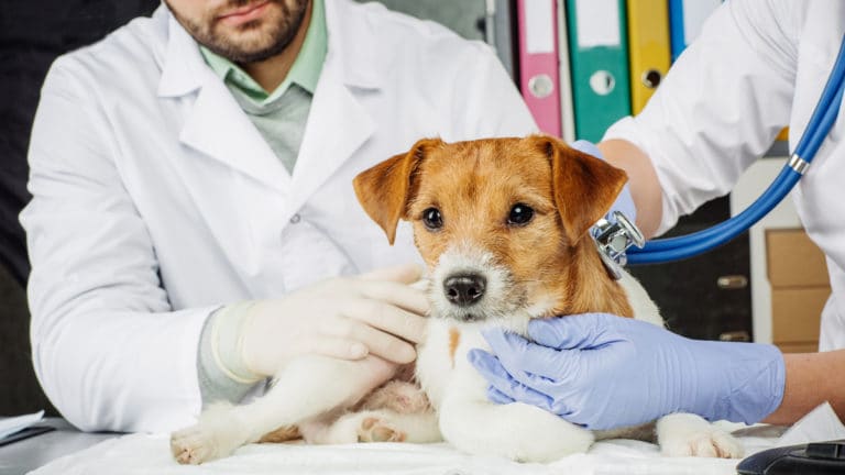 All About Spay And Neuter In Adult Dogs | BeChewy