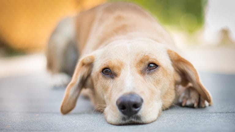 Dog Skin Tumors: What Growths on Dogs May Mean | BeChewy