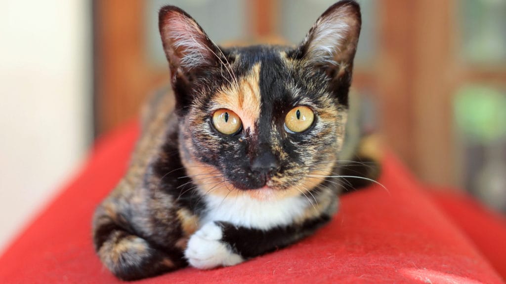 black and gray calico cat