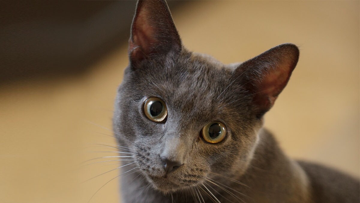 Training News, Articles and Guides for your pets Page 4 of 6