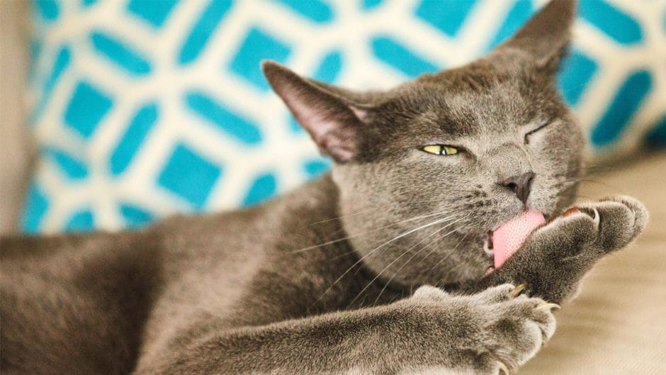 Why Do Cats Lick Themselves? BeChewy