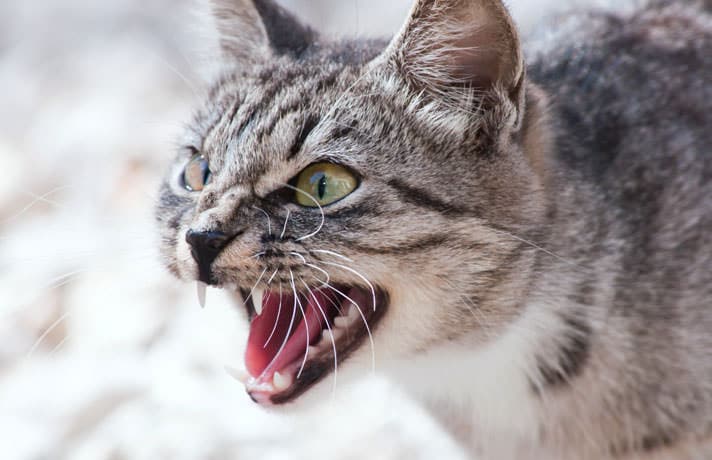 Why Do Cats Hiss?