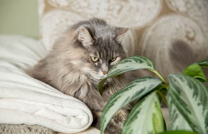 Top 10 Houseplants Poisonous To Cats