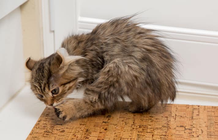 All About Hot Spots On Cats | BeChewy