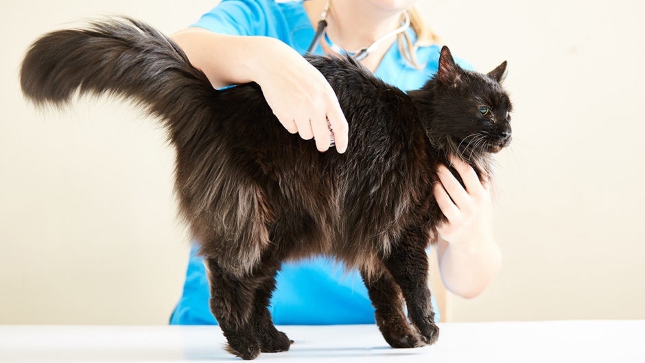 Know When Your Sick Cat Needs to Visit the Veterinarian BeChewy