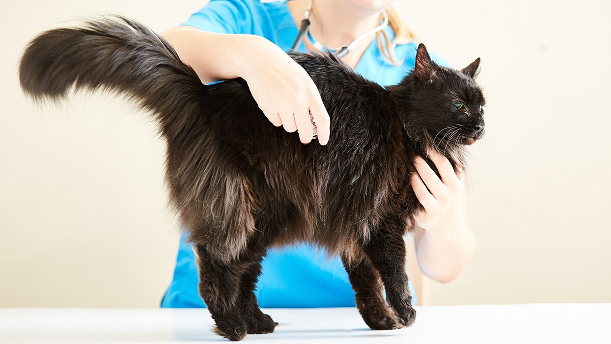 Know When Your Sick Cat Needs To Visit The Veterinarian BeChewy