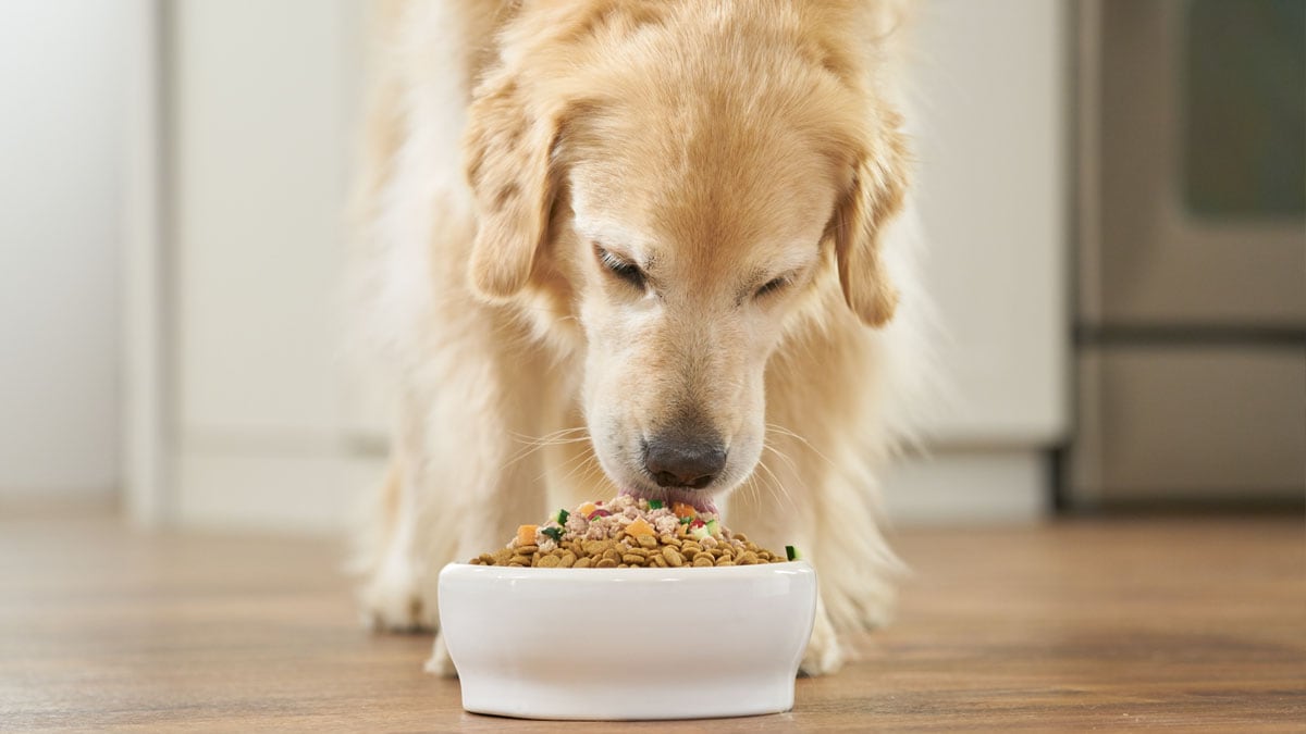 Benefits of Grain-Free Dog Food & High-Quality Dog Food | BeChewy