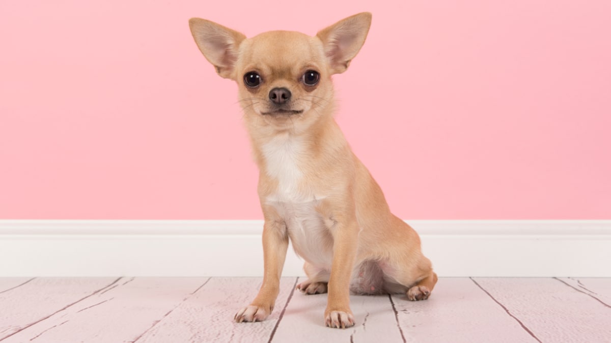 can you groom a short haired chihuahua? 2