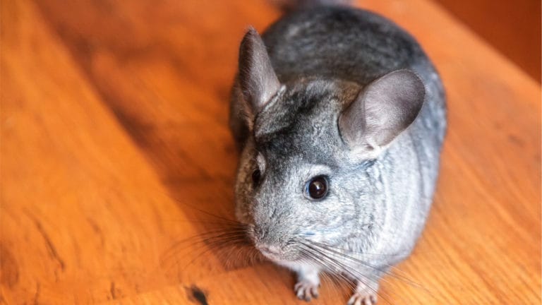 what age is a chinchilla full grown