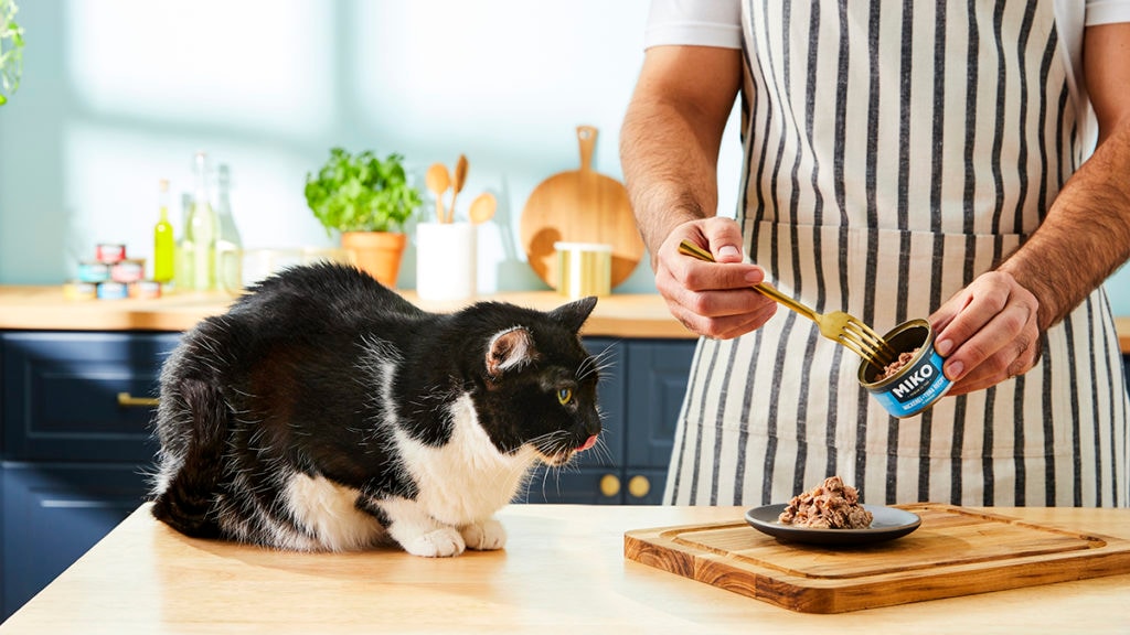 5 Things to Avoid When Choosing a Wet Cat Food