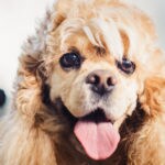 To Shave or Not to Shave: Your Guide to Your Dog’s Summer ‘Do