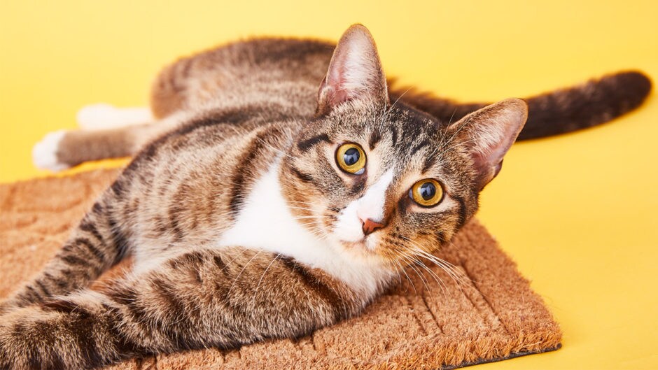 Jackson Galaxy Tips to Transform Your Shy Cat BeChewy
