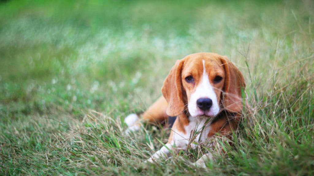 what does it mean when a dog strains to poop