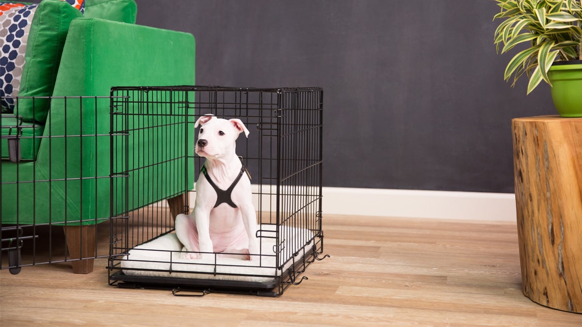Tips for Crate Training
