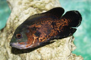 cat constipation fish oil