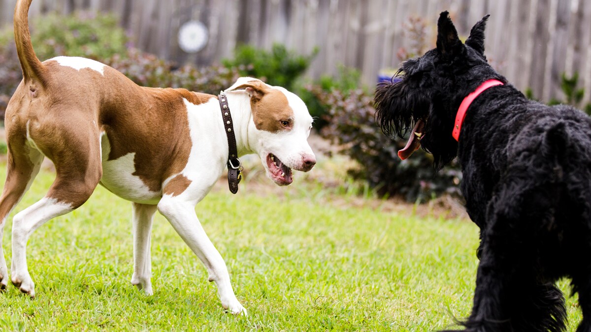 What Does It Mean When A Dogs Hackles Go Up