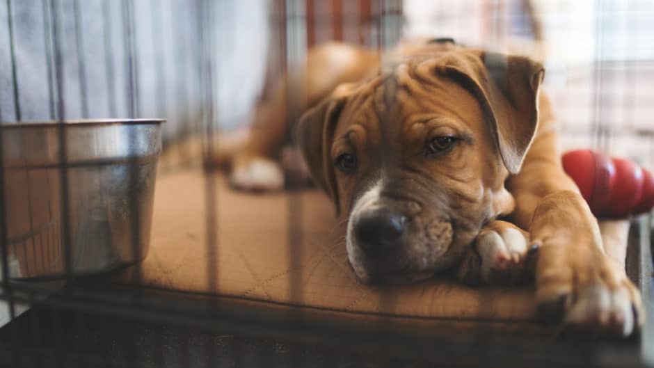The Best Place For A Dog’s Crate BeChewy
