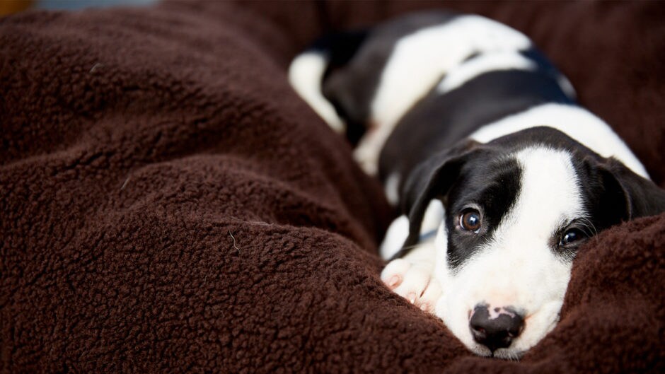 Canine Influenza What Is the Dog Flu? BeChewy