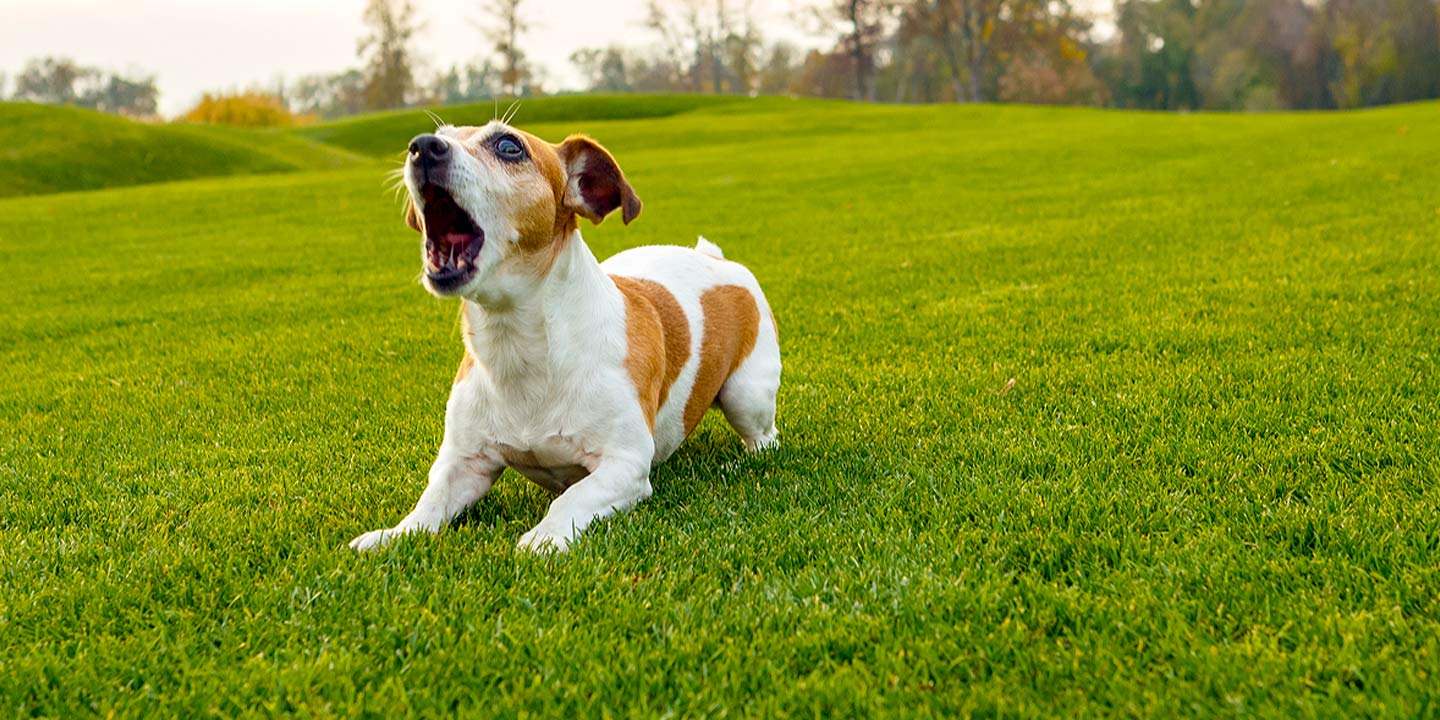 Dog Idioms and Sayings | BeChewy