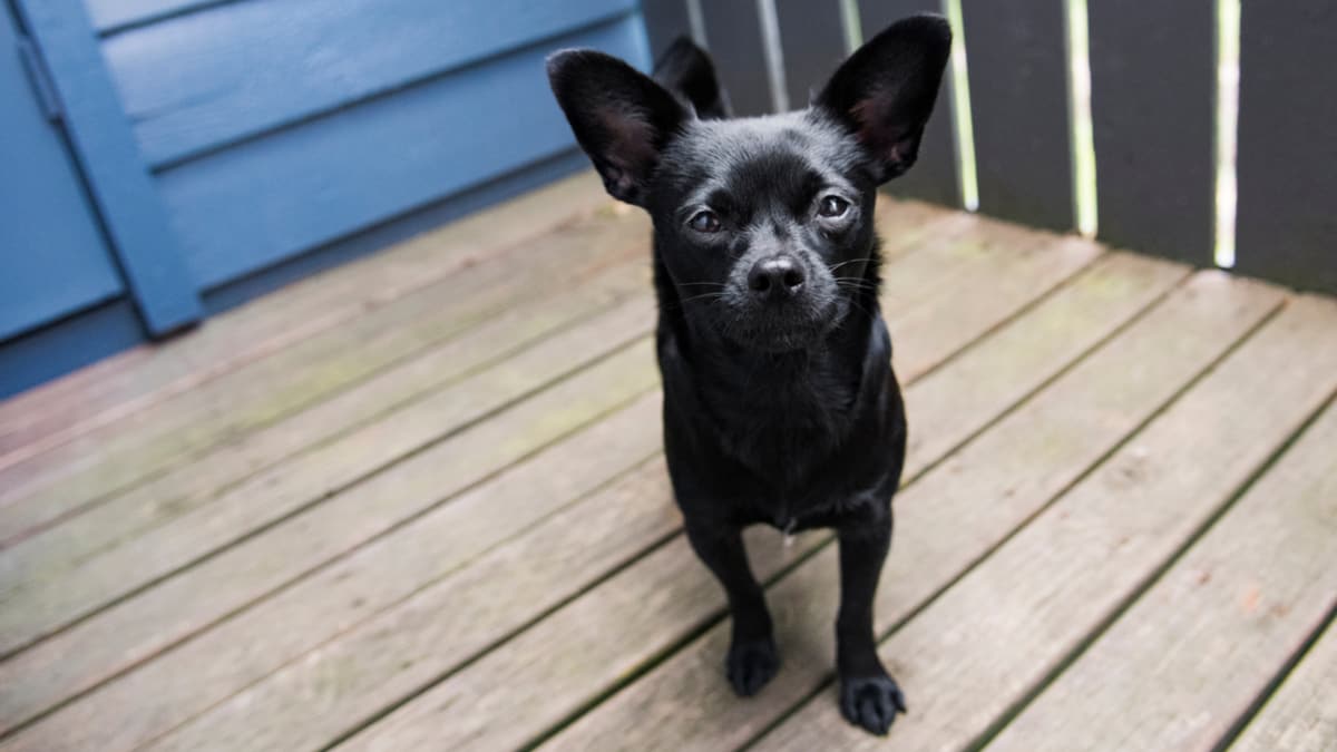 how do i stop my puppy from pooping on the porch