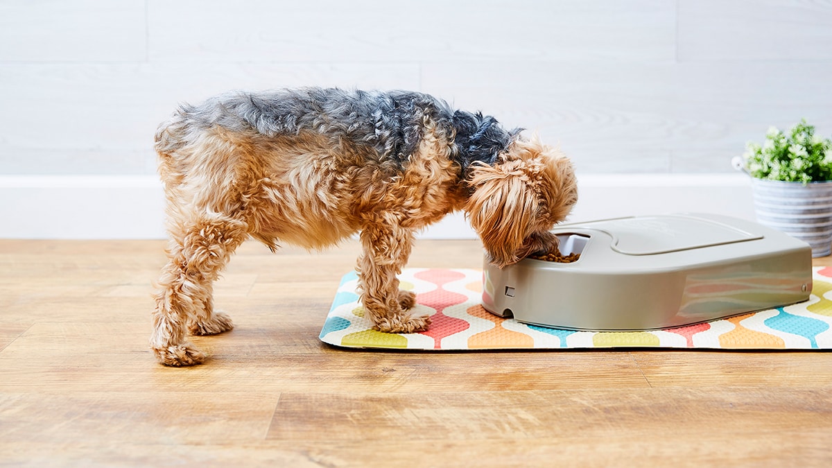 Sectioned shop dog bowl