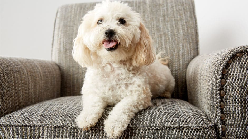 Thoroughly Vetted Dog Eye Discharge BeChewy