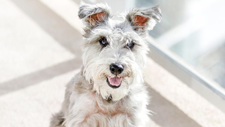 Why Is My Old Dog Losing Hair? Common Causes and Solutions BeChewy