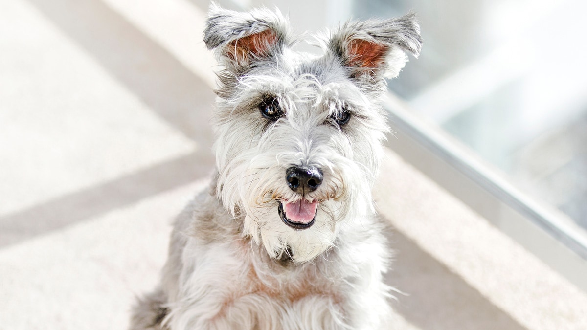 How Do I Know If My Dog Is Getting Old