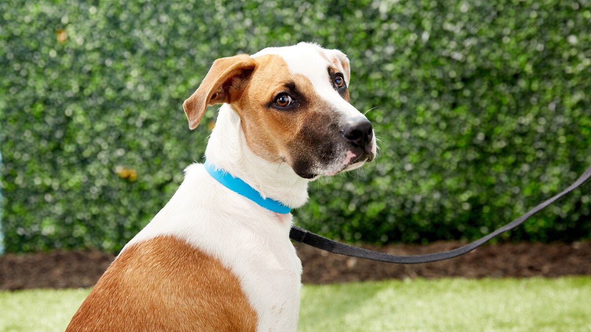 Dog Emotions Is Your Dog Holding a Grudge? BeChewy