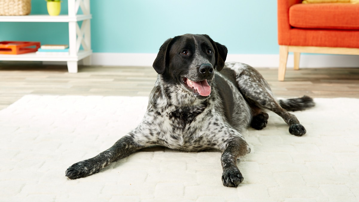 Dog physical store therapy at home