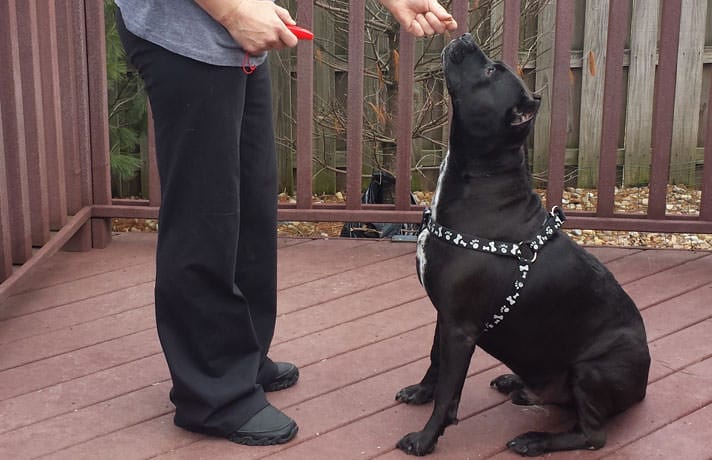 Training Tips For Blind Dogs