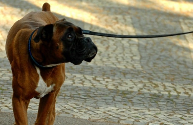 boxer pulling on leash