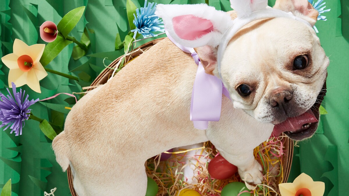 Games for Dogs Create an Easter Egg Hunt for Dogs BeChewy