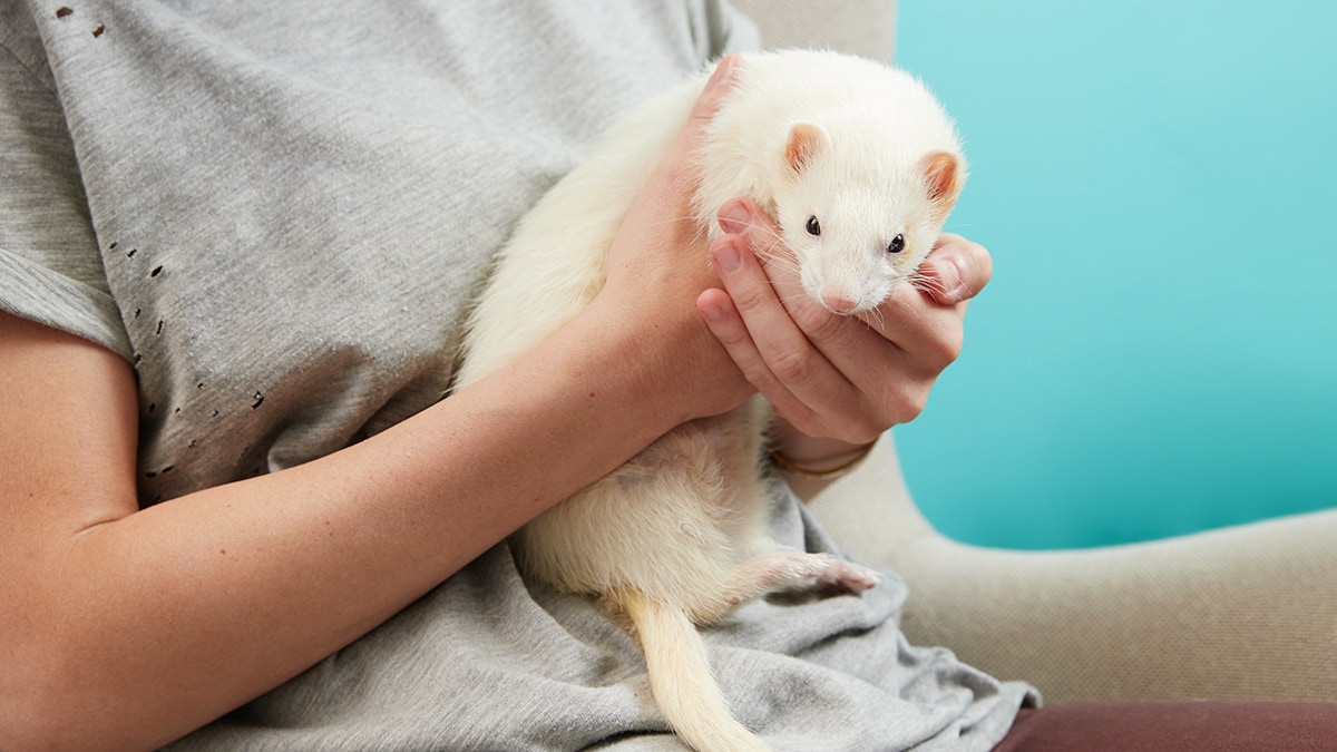 Ferret Care Tips for Grooming BeChewy