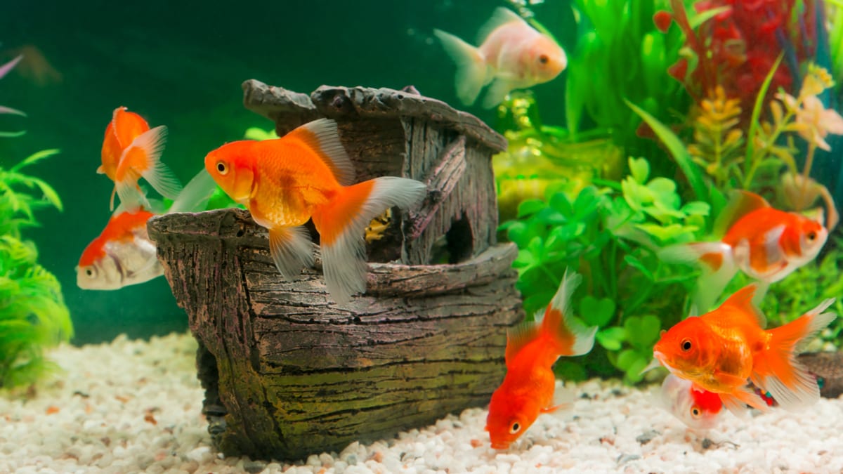 Solid Gold <3  Goldfish aquarium, Goldfish tank, Fish tank themes