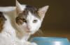 How To Manage Food Aggression In Cats | BeChewy