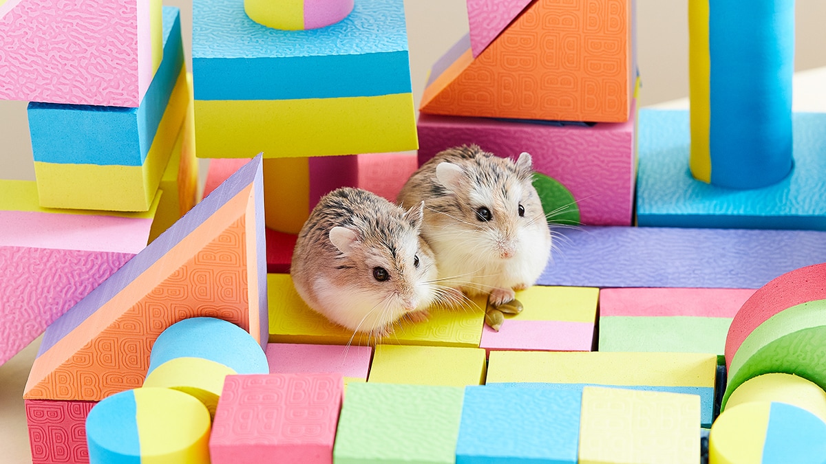 Hamsters: Dwarf & Syrian Hamster Care